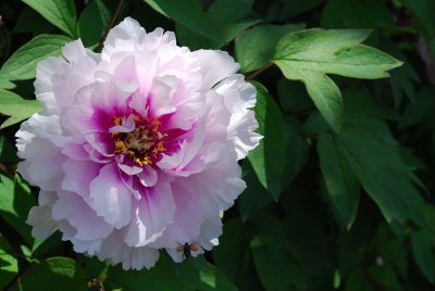 Paeonia suffruticosa - pivoňka keřovitá - květ